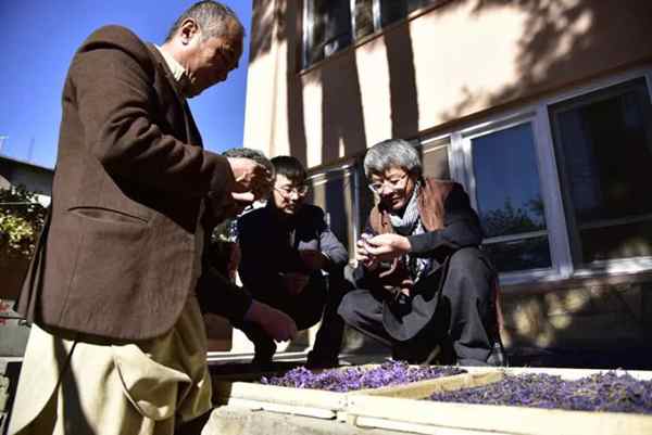 کاشت گلخانه ای زعفران در افغانستان