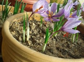 آموزش کاشت زعفران در گلدان + زیرنویس فارسی